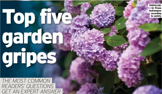  ??  ?? POPULAR: Prune hydrangeas according to variety