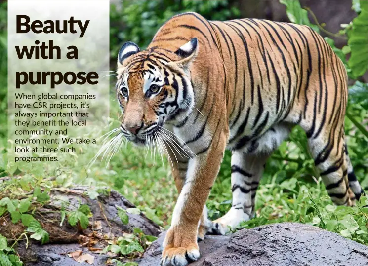  ?? — Filepic ?? according to The body shop, there are currently fewer than 200 malayan tigers left in Peninsular malaysia’s jungles.