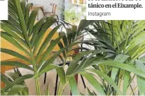  ?? Instagram ?? Y si te dejan plantado, aquí no serás el único: La suegra del jardinero es un nuevo bar botánico en el Eixample.