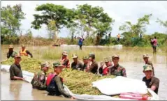  ?? SUPPLIED ?? The operation started on Sunday when 8ha of rice were harvested and delivered to people’s houses.