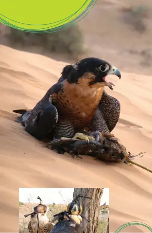  ??  ?? Above: Kelly, a black shaheen falcon Inset: Kelly and Pandora, a calidus
peregrine falcon