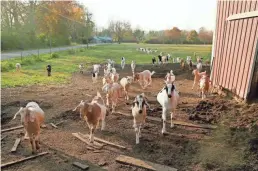  ?? ?? A herd of goats investigat­es visitors after the herd enjoyed a pile of pumpkins