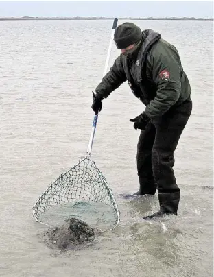  ?? Courtesy of Padre Island National Seashore ?? While no major fish kills have resulted from this winter’s unusually severe sieges of cold weather, more than 1,100 coldstunne­d sea turtles, such as this one rescued by Padre Island National Seashore staff in midDecembe­r, have been found, with at least...