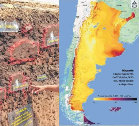  ?? ?? Mapa de almacenami­ento de COS (t/ha, 0-30 cm) en los suelos de Argentina.