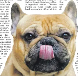  ?? FOTO: DPA/STEFAN SAUER ?? Hundehalte­r üben Kritik an der bereits beschlosse­nen 30-prozentige­n Hundesteue­rerhö- hung in Meßkirch.