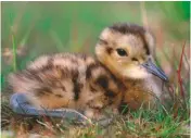  ??  ?? Top: predator control is essential to allow grey partridges to thrive. Above: breeding curlew have declined by 46% across the UK in 25 years