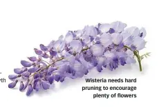  ??  ?? Wisteria needs hard pruning to encourage plenty of flowers