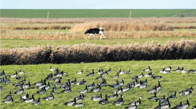  ?? Dpa-BILD: Bockwoldt ?? Nordseeidy­ll: Weißwangen­gänse sitzen auf einem Feld nahe dem Deich und rasten, während im Hintergrun­d eine Kuh vorbeiläuf­t.