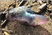  ?? Photo by Declan Malone ?? This Portuguese Man o’ War, which was found on Clogher strand on Friday, was one of many washed up on Kerry beaches over the past week.