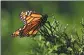  ?? FIALA / REUTERS MICHAEL ?? A monarch butterfly clings to a plant at the Monarch Grove Sanctuary in Pacific Grove, California, the United States, in 2014.