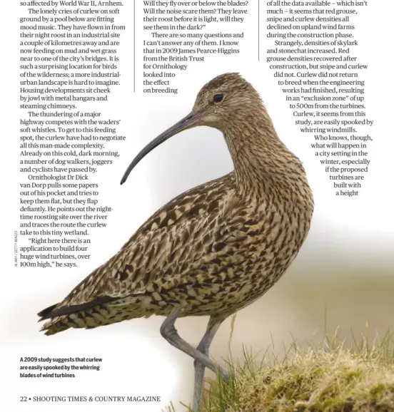  ??  ?? A 2009 study suggests that curlew are easily spooked by the whirring blades of wind turbines