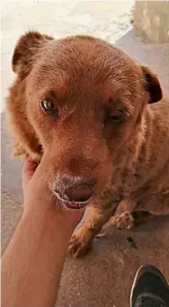  ?? ?? Bobi, who only eats human food, celebrated his 31st birthday at the weekend in Portugal.