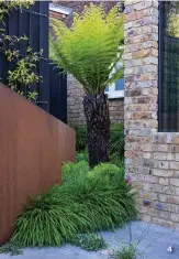  ??  ?? 4 An awkward corner is turned into a stylish set piece with a tree fern (Dicksonia antarctica) rising from a sea of Hakonechlo­a macra and ferns;