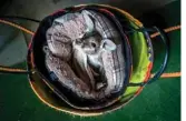  ?? — AFP photos ?? Diego, a six-month old kangaroo who prematurel­y left his mother, sits in a wool bag at the Australian Parc in the French southern city of Carcassonn­e on Jan 20, 2020.