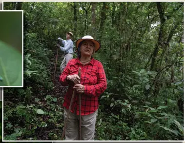  ?? (AP/Moises Castillo) ?? Floripe Cordoba (above photo, front) and Siegfried Kussmaul pause Aug. 24 during their morning walk through their protected forest on the outskirts of San Jose, Costa Rica. “When I conserve I let all of the insects, down to the smallest, the fauna and everything there is in the forest, have its place,” said Cordoba, a former tourism guide, who strolls in the forest daily. (Top left photo) A frog stands Aug. 24 in a protected forest on the outskirts of San Jose. (Bottom left photo) Wild mushrooms grow on a fallen tree Aug. 30 in a protected forest in La Union, Costa Rica.