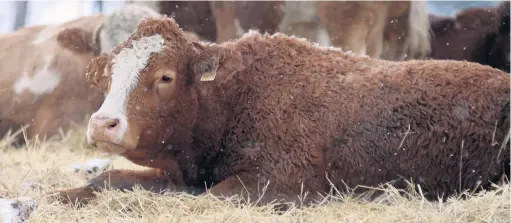  ??  ?? Les images-chocs de maltraitan­ce envers les animaux ne reflètent pas la réalité, se défendent les éleveurs.