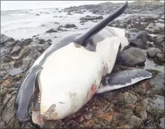  ??  ?? Photo shows the carcass of Lulu the killer whale on a Scottish beach last year.