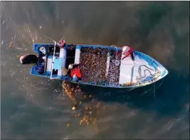  ?? LOANED PHOTO/COURTESY OF CARLOS ALBERTO TIRADO ?? A FISHING BOAT HAULS in jellyfish in waters off El Golfo de Santa Clara. With bans or restrictio­ns in effect for fishing for other species, fishermen are now hauling in catches of jellyfish.