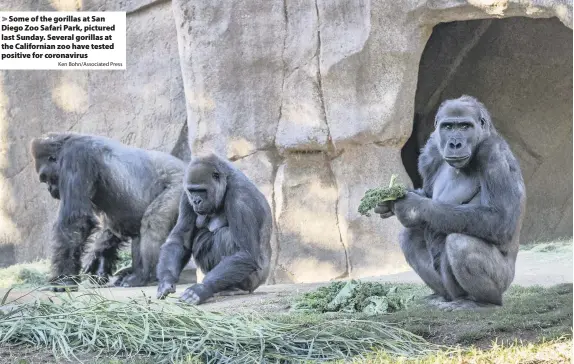  ?? Ken Bohn/Associated Press ?? Some of the gorillas at San Diego Zoo Safari Park, pictured last Sunday. Several gorillas at the California­n zoo have tested positive for coronaviru­s