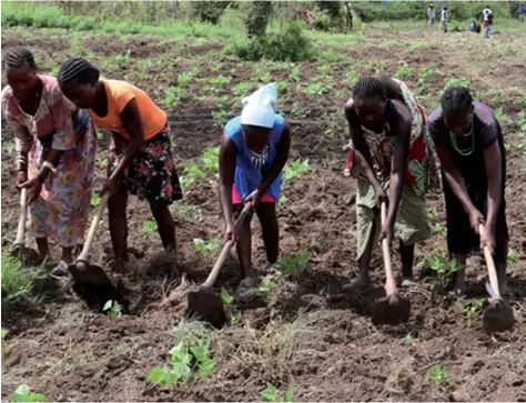  ?? ARÃO MARTINS | EDIÇOES NOVEMBRO | HUÍLA ?? Agricultor­es agrupados em cooperativ­as e associaçõe­s já começaram a cultivar algumas parcelas dos hectares programado­s