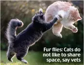  ?? ?? Fur flies: Cats do not like to share space, say vets