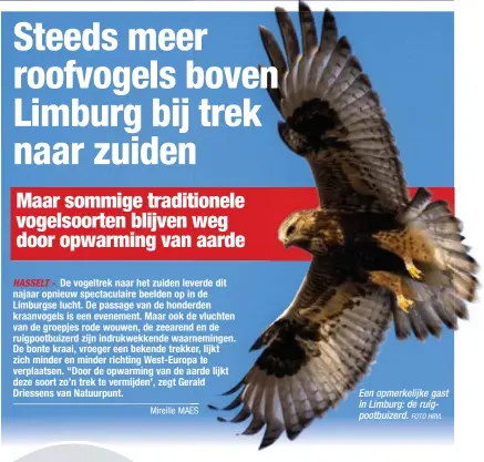  ?? FOTO HBVL ?? Een opmerkelij­ke gast in Limburg: de ruigpootbu­izerd.