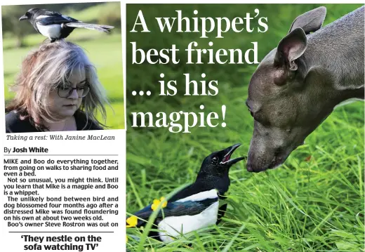  ??  ?? Taking a rest: With Janine MacLean Two for joy: Mike the magpie and Boo the whippet enjoy a trip out to the park
