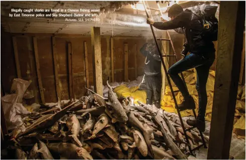  ??  ?? Illegally caught sharks are found in a Chinese fishing vessel by East Timorese police and Sea Shepherd (below and left). Pictures: SEA SHEPHERD