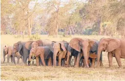  ?? ELEPHANTVO­ICES ?? Researcher­s have pinpointed how years of civil war and poaching in Mozambique have led to a greater proportion of elephants that will never develop tusks.