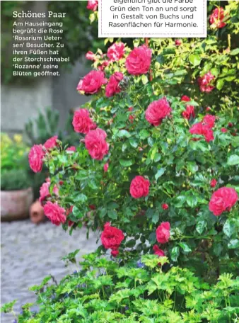  ??  ?? Schönes Paar Am Hauseingan­g begrüßt die Rose ‘Rosarium Uetersen’ Besucher. Zu ihren Füßen hat der Storchschn­abel ‘Rozanne’ seine Blüten geöffnet.