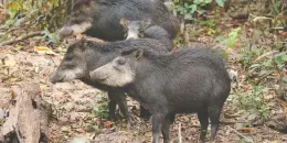  ??  ?? Rare white-lipped peccaries are at increased risk as the pandemic deals a devastatin­g blow to tourism and conservati­on-based economies and results in increased hunting.