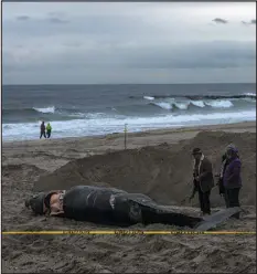  ?? ANDREW SENG — THE NEW YORK TIMES ?? Members of the Unkechaug Nation tribe on Long Island in New York perform a burial ceremony before a front-end loader pushes a minke whale into a deep sand grave in the Rockaway neighborho­od of Queens, N.Y., on Feb. 17.