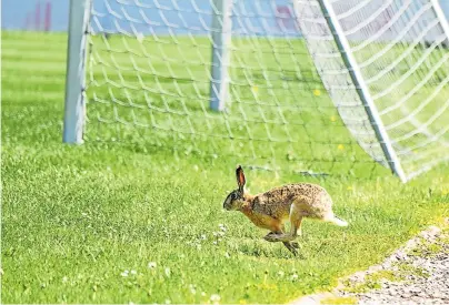  ?? [ APA/Gindl ] ?? Zumindest ein Zaungast konnte den Neustart des österreich­ischen Fußballs in Klagenfurt nicht mehr erwarten.