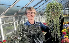  ??  ?? James’s Nursery and Garden Centre employee Liz Cleaver says rosemary, left, is the perfect substitute for periwinkle, right. SCOTT HAMMOND/STUFF