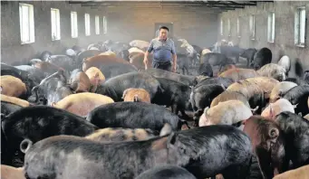  ?? Stringer Reuters African News Agency (ANA) ?? A FARMER works at a pig farm on the outskirts of Shenyang, Liaoning province, in this file photo. Overcrowdi­ng on farms was a factor that led to 16 000 dead pigs floating down the Huangpu river into China’s affluent financial centre. |