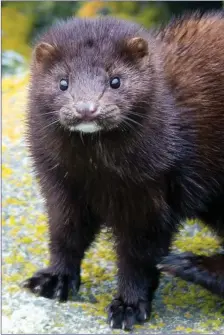  ??  ?? An American Mink.