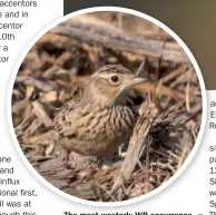  ??  ?? The most westerly WP occurrence of Oriental Skylark occurred on Cyprus on 30th – the country’s first record.