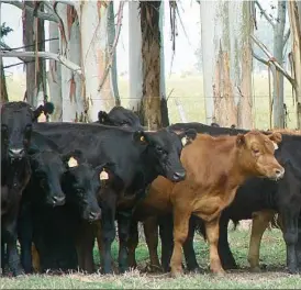  ??  ?? Uruguay ha mantenido políticas sensatas y el precio de carne subió en forma moderada