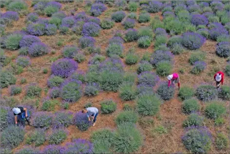  ??  ?? Four farm workers removing weeds from a lavender field in Koplik, Albania.