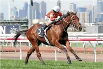  ?? PHOTO: ?? Whot Shot Thebarman will be aimed for a fourth tilt at the Melbourne Cup.