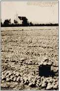  ?? Photo contribute­d ?? View about 1909 of the Immaculate Conception Church, part of the history Pandosy Mission, which was sold to Odile Fasciaux and Henri Gruyelle in 1902. Casorso family onion fields are in the foreground.