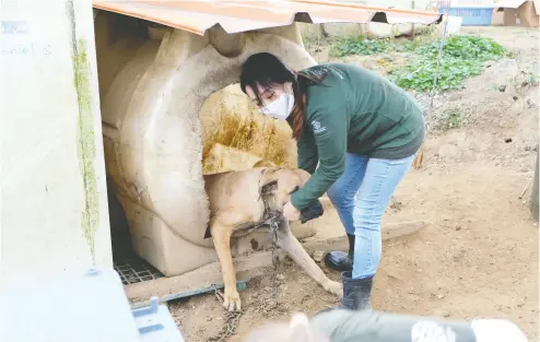  ?? Min Joo Kim / The Washington Post ?? A dog is rescued from a dog-meat farm in Seosan, South Korea.