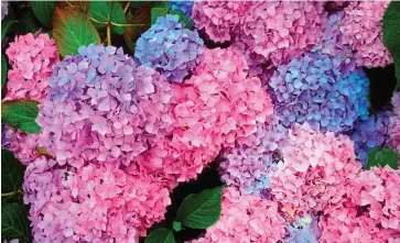  ??  ?? Chameleons: Hydrangea macrophyll­a can change colour depending on soil type