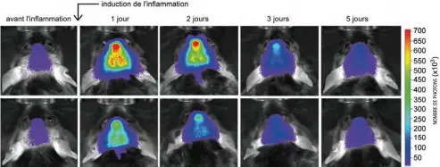  ?? • IMAGE : LOUIS- CHARLES BÉLAND ?? La rangée du bas montre que la souris infectée par le virus exprimant l’anticorps contre la protéine TDP-43 a une inflammati­on réduite comparativ­ement à une souris « témoin ».