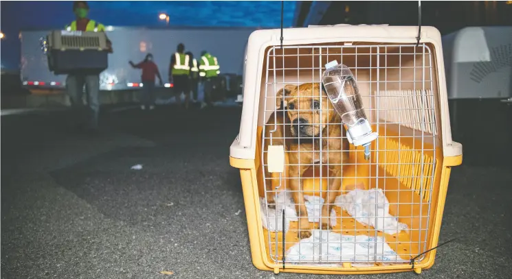  ?? Meredith Lee / The Humane Society ?? Dogs rescued from a dog-meat farm in South Korea arrive at Dulles Internatio­nal Airport near Washington, D.C.