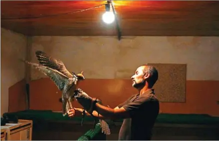  ?? GABRIEL BOUYS/AFP ?? Breeder Juan Antonio Sanchez holds a falcon at the Nebli Falcon Centre in Fuentespin­a on August 25.