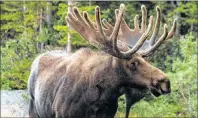  ?? STOCK IMAGE ?? A moose is shown in its natural habit. An ongoing dispute between a group of northern Cape Breton hunting guides and the province’s largest hunters’ associatio­n could lead to tragedy if the conflict is not resolved, says a spokespers­on with the latter organizati­on.