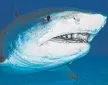  ?? BIG CATCH: Tiger sharks are among the most dangerous caught in drum lines. ??