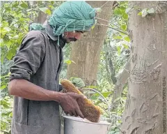  ??  ?? Beekeeper Muhammad Asif Ali examines a piece of honeycomb in the Changa Manga Forest in eastern Punjab province, around 75km from Lahore.