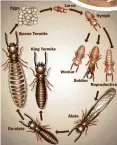  ??  ?? Life cycle of the termite